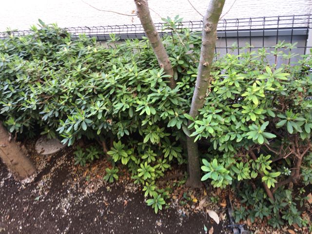 東京都中野区白鷺の樹木伐採・砂利敷き工事前の様子です。